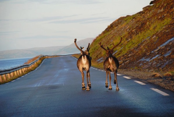 Finnland: Rentiere in freier Wildbahn